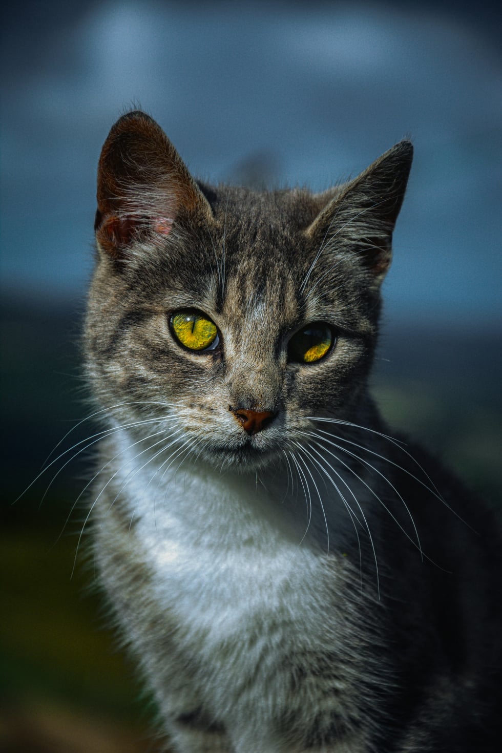 barn cat