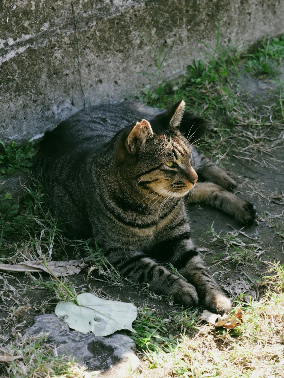 Barn Cat