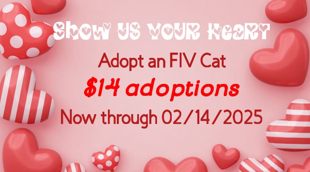 $14 FIV Cat Adoptions