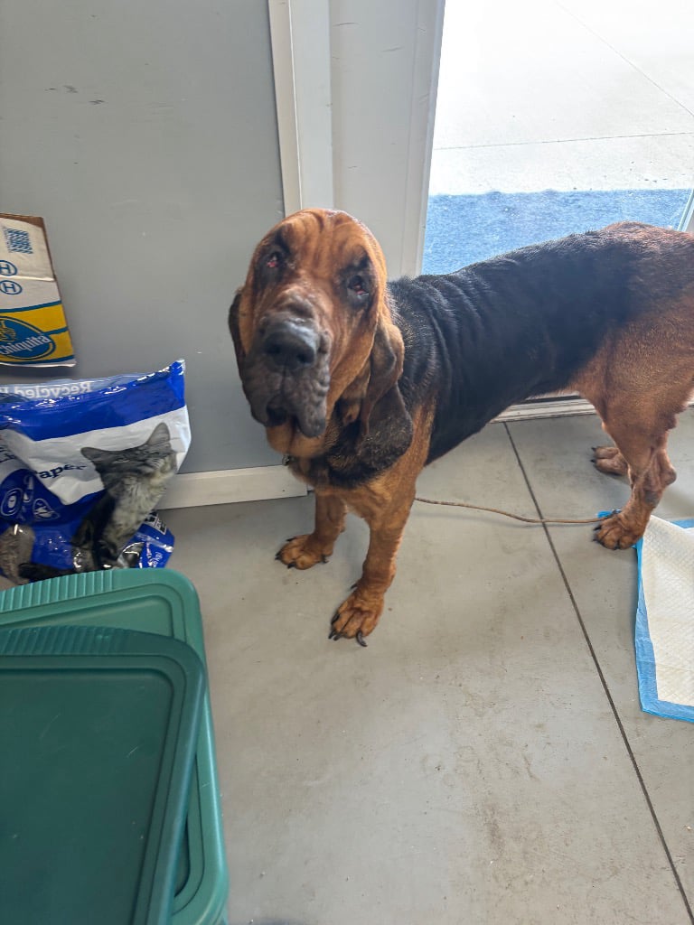 Lady Needs a Sponsor