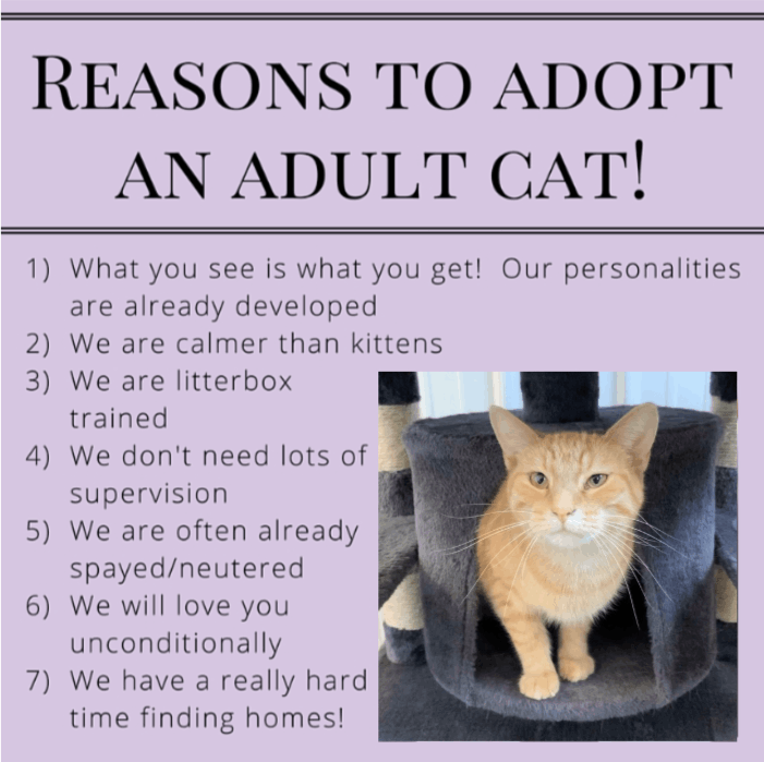 Reasons to Adopt